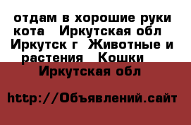 отдам в хорошие руки кота - Иркутская обл., Иркутск г. Животные и растения » Кошки   . Иркутская обл.